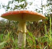 Fliegenpilz (Amanita muscaria)-L. Klasing