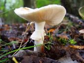 Gelber Knollenblätterpilz (Amanita citrina)-L. Klasing