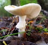 Gelber Knollenblätterpilz (Amanita citrina)-L. Klasing