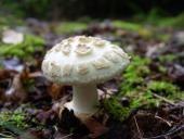 Gelber Knollenblätterpilz (Amanita citrina)-L. Klasing