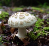 Gelber Knollenblätterpilz (Amanita citrina)-L. Klasing