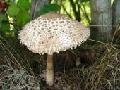 Gemeiner Safranschirmling (Chlorophyllum rachodes)-L. Klasing