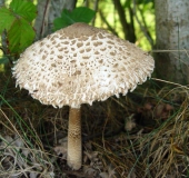 Gemeiner Safranschirmling (Chlorophyllum rachodes)-L. Klasing