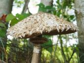 Gemeiner Safranschirmling (Chlorophyllum rachodes)-L. Klasing