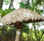 Gemeiner Safranschirmling (Chlorophyllum rachodes)-L. Klasing