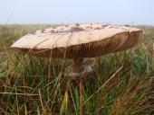 Riesenschirmpilz (Macrolepiota procera)-L. Klasing