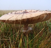 Riesenschirmpilz (Macrolepiota procera)-L. Klasing