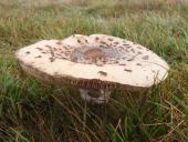 Riesenschirmpilz (Macrolepiota procera)-L. Klasing