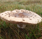 Riesenschirmpilz (Macrolepiota procera)-L. Klasing