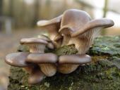 Austernseitling (Pleurotus ostreatus)-L. Klasing