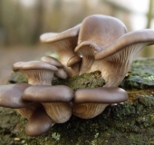 Austernseitling (Pleurotus ostreatus)-L. Klasing