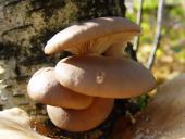 Austernseitling (Pleurotus ostreatus)-L. Klasing