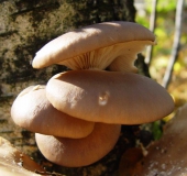 Austernseitling (Pleurotus ostreatus)-L. Klasing