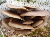 Austernseitling (Pleurotus ostreatus)-L. Klasing