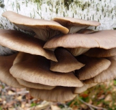 Austernseitling (Pleurotus ostreatus)-L. Klasing