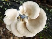 Lungenseitling (Pleurotus pulmonarius)-L. Klasing