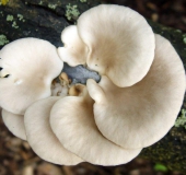 Lungenseitling (Pleurotus pulmonarius)-L. Klasing