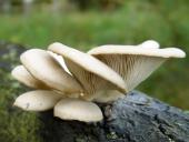 Lungenseitling (Pleurotus pulmonarius)-L. Klasing