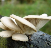 Lungenseitling (Pleurotus pulmonarius)-L. Klasing