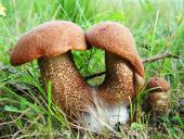 Birken (Rotkappe (Leccinum versipelle)-L. Klasing