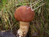 Birken (Rotkappe (Leccinum versipelle)-L. Klasing