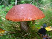 Birken (Rotkappe (Leccinum versipelle)-L. Klasing