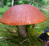 Birken (Rotkappe (Leccinum versipelle)-L. Klasing