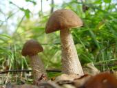 Laubwald Rotkappe (Leccinum aurantiacum)-L. Klasing