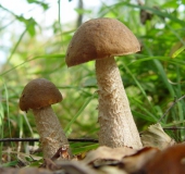 Laubwald Rotkappe (Leccinum aurantiacum)-L. Klasing