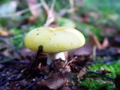 Chromgelber Graustieltäubling (Russula claroflava)-L. Klasing