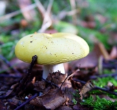 Chromgelber Graustieltäubling (Russula claroflava)-L. Klasing