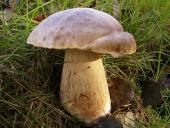 Gemeiner Steinpilz (Boletus edulis)-L. Klasing