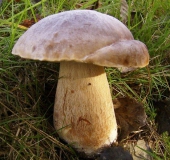 Gemeiner Steinpilz (Boletus edulis)-L. Klasing