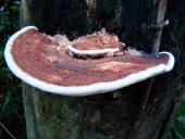 Eichenwirrling (Daedalea quercina)-L. Klasing