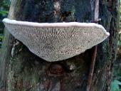 Eichenwirrling (Daedalea quercina)-L. Klasing