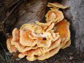 Gemeiner Schwefelporling (Laetiporus sulphureus)-L. Klasing