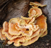 Gemeiner Schwefelporling (Laetiporus sulphureus)-L. Klasing