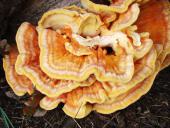 Gemeiner Schwefelporling (Laetiporus sulphureus)-L. Klasing