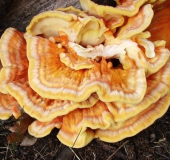 Gemeiner Schwefelporling (Laetiporus sulphureus)-L. Klasing