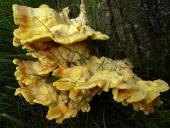 Gemeiner Schwefelporling (Laetiporus sulphureus)-L. Klasing