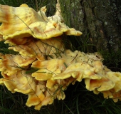 Gemeiner Schwefelporling (Laetiporus sulphureus)-L. Klasing