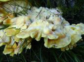 Gemeiner Schwefelporling (Laetiporus sulphureus)-L. Klasing