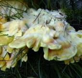 Gemeiner Schwefelporling (Laetiporus sulphureus)-L. Klasing