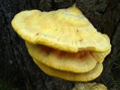 Gemeiner Schwefelporling (Laetiporus sulphureus)-L. Klasing