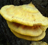 Gemeiner Schwefelporling (Laetiporus sulphureus)-L. Klasing