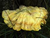 Gemeiner Schwefelporling (Laetiporus sulphureus)-L. Klasing