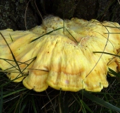 Gemeiner Schwefelporling (Laetiporus sulphureus)-L. Klasing