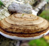 Zunderschwamm (Fomes fomentarius)-L. Klasing