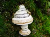 Zunderschwamm (Fomes fomentarius)-L. Klasing