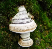 Zunderschwamm (Fomes fomentarius)-L. Klasing